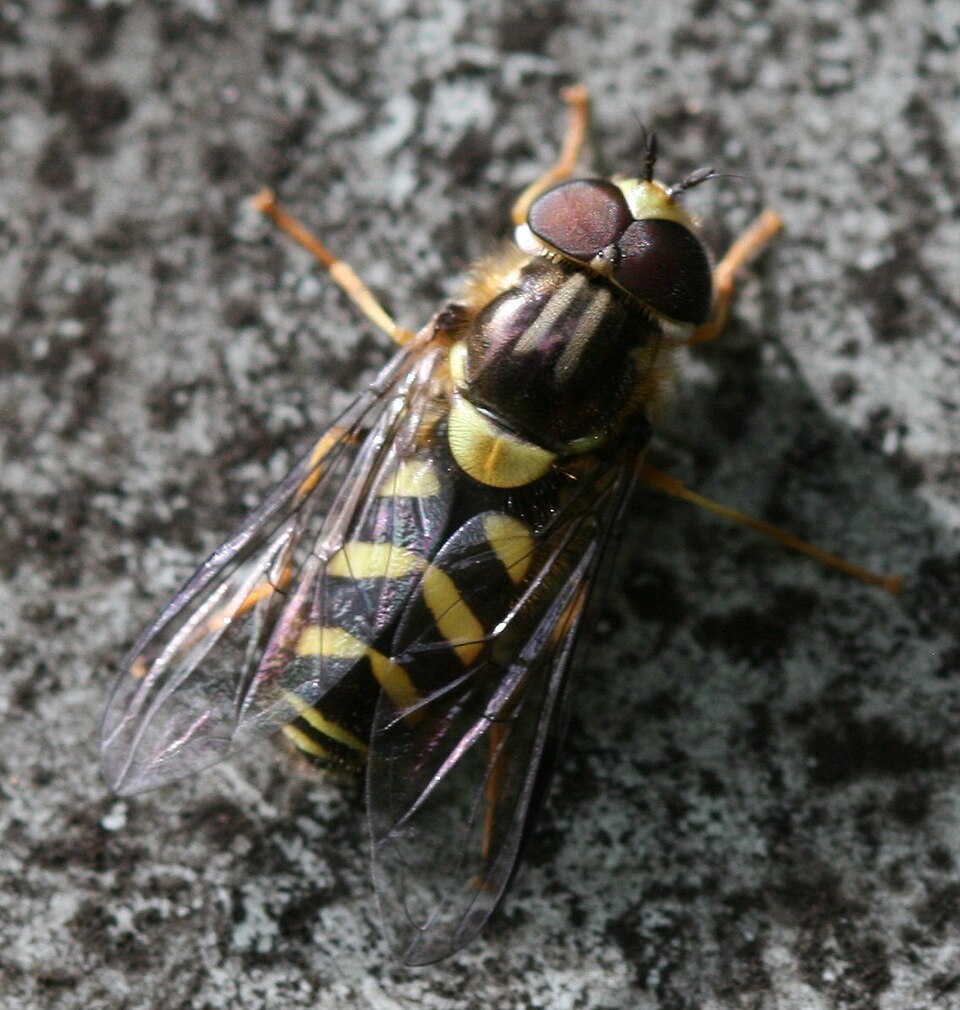 Photo of Stripe-backed brusheye