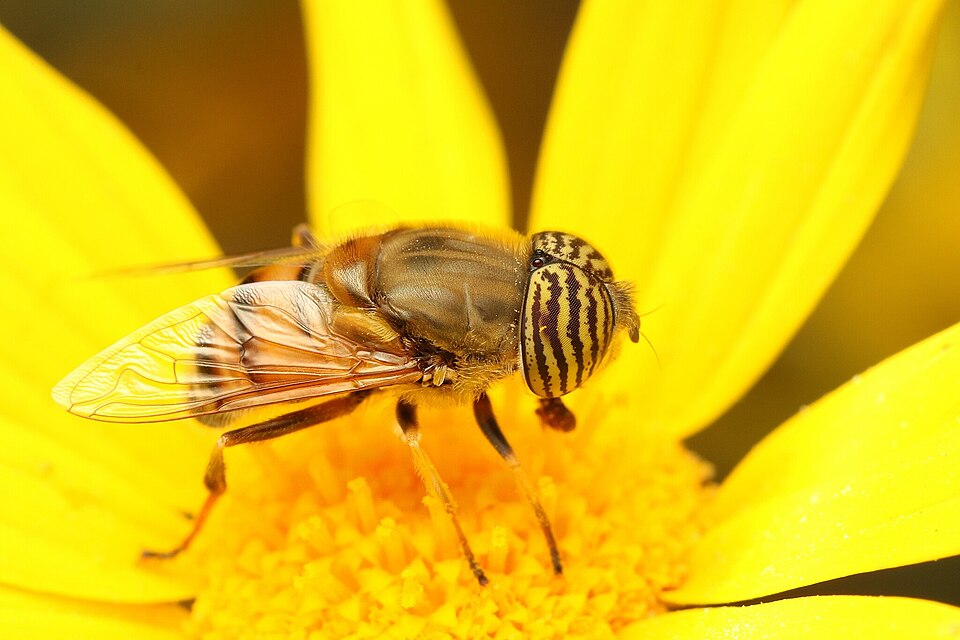Photo of Stripe-eyed lagoon fly
