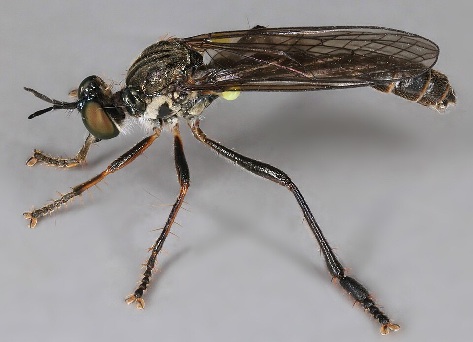 Photo of Stripe-legged robber fly