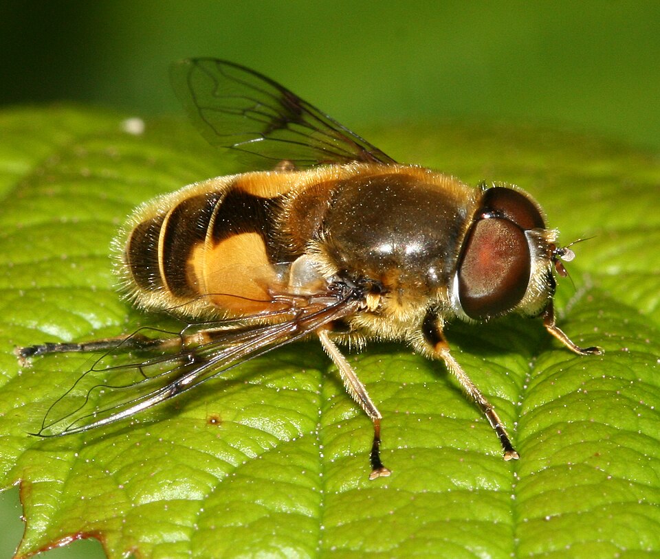 Photo of Stripe-winged drone fly