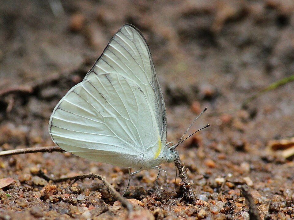 Photo of Striped albatross