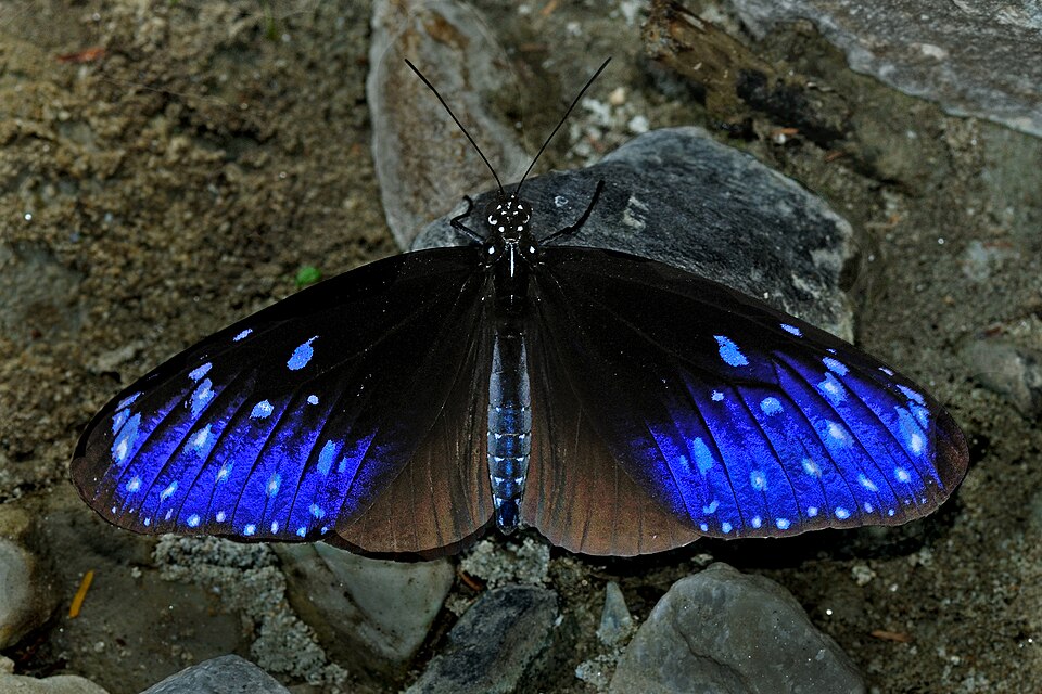 Photo of Striped blue crow