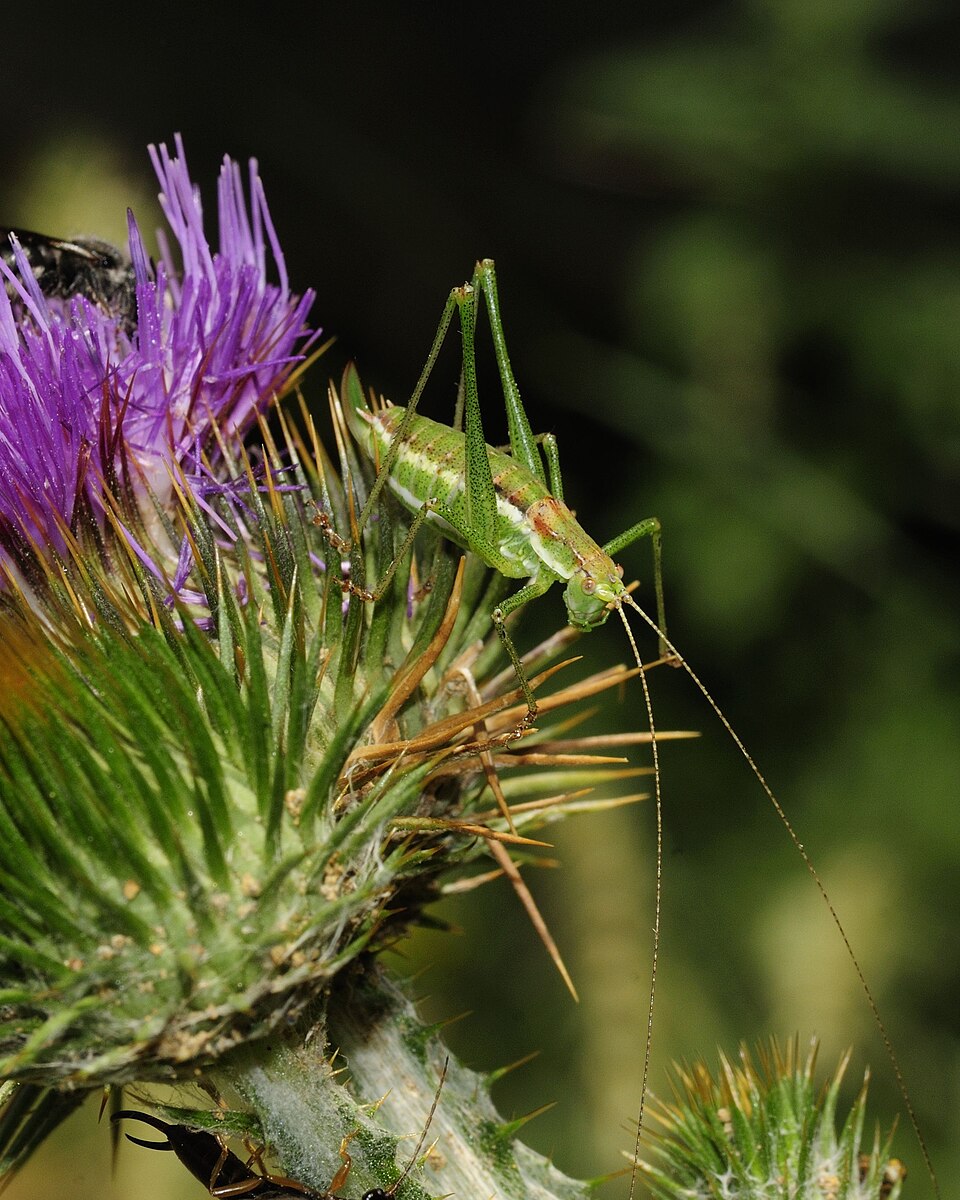 Photo of Striped bush-cricket
