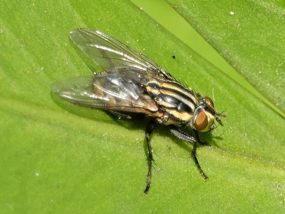 Photo of Striped dung fly