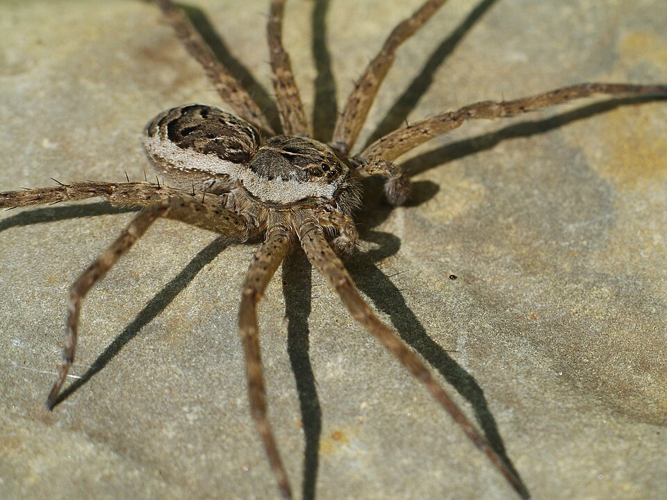 Photo of Striped fishing spider