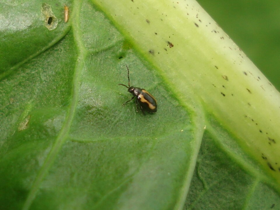Photo of Striped flea beetle