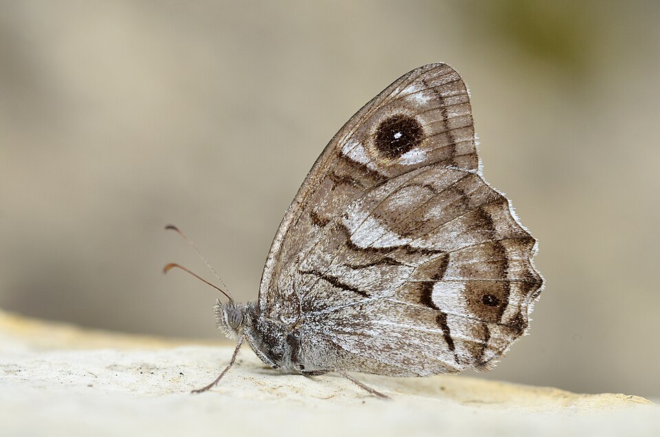 Photo of Striped grayling