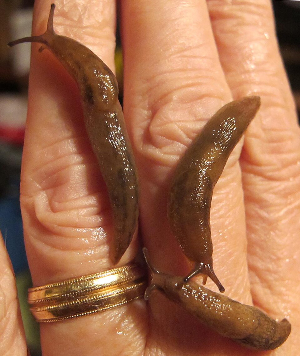 Photo of Striped greenhouse slug