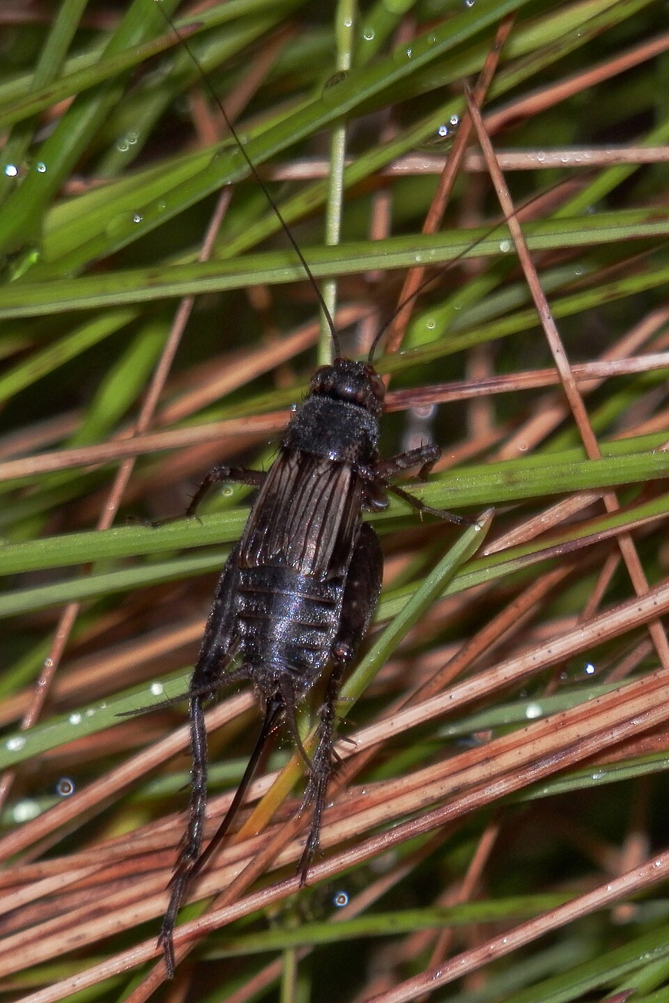 Photo of Striped ground cricket