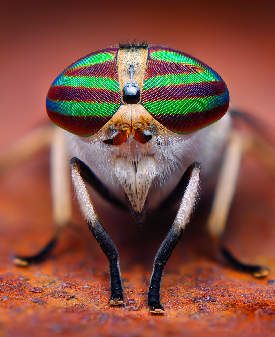 Photo of Striped horse fly