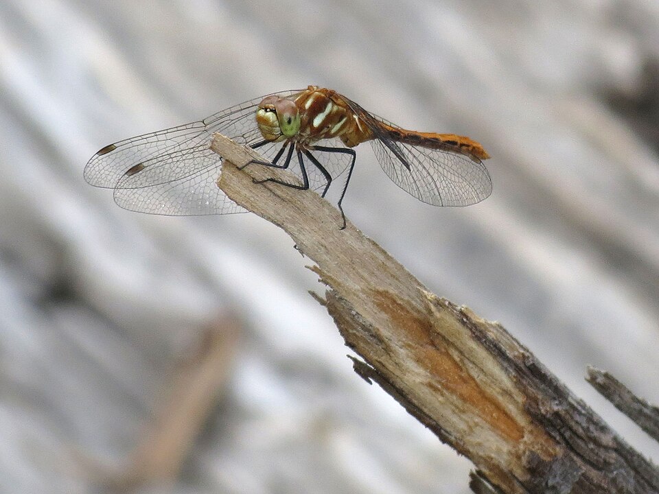 Photo of Striped meadowhawk