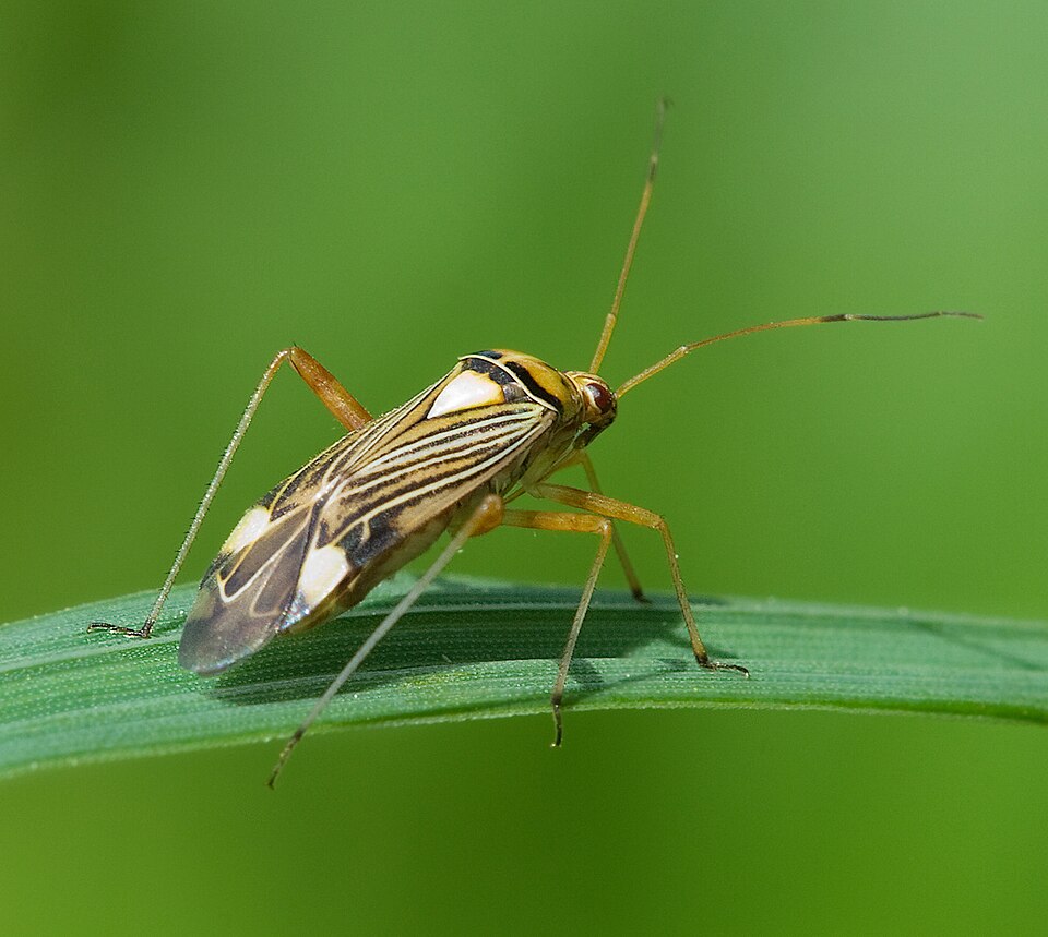 Photo of Striped oak bug
