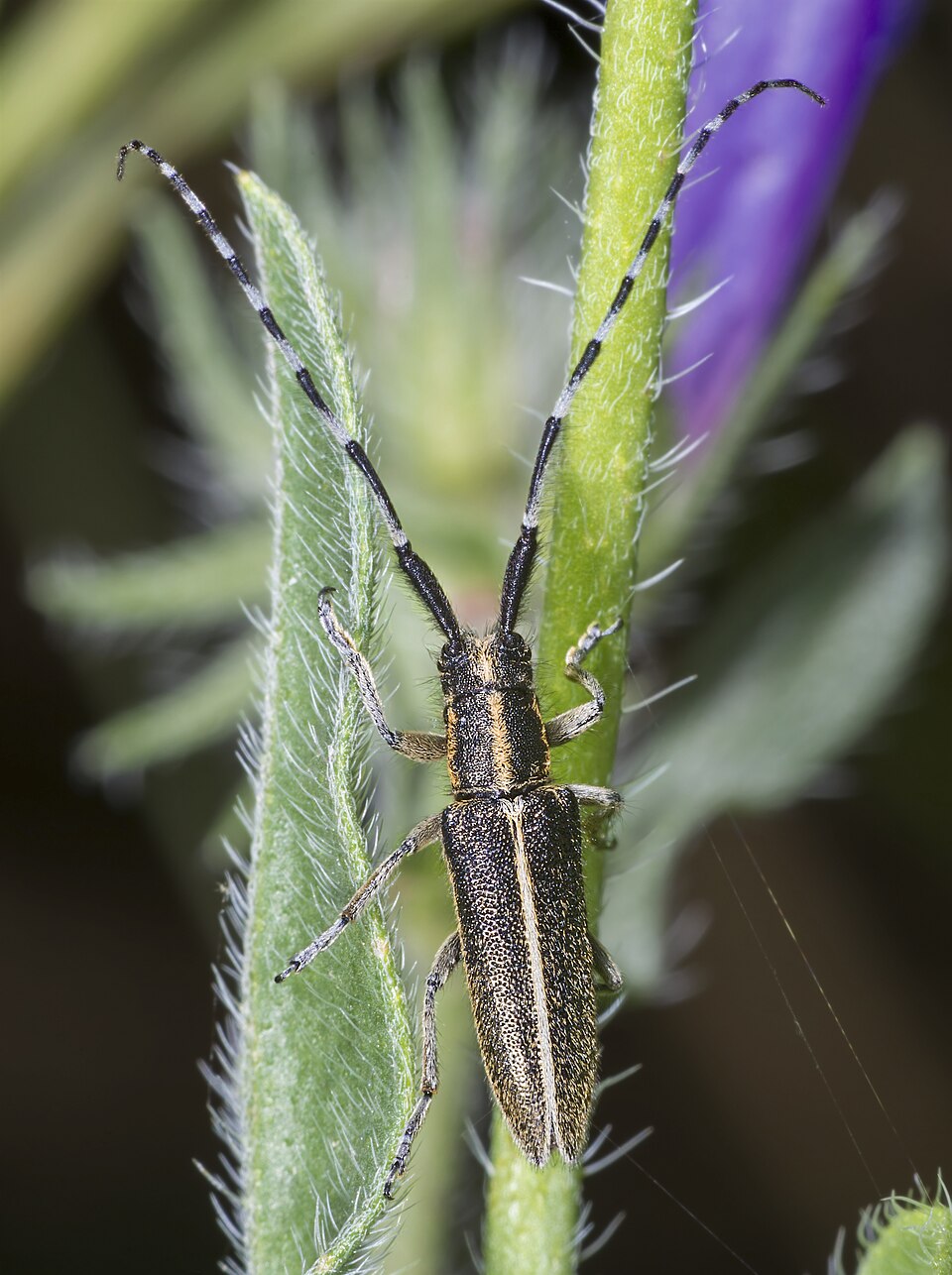 Photo of Striped thistle longhorn beetle