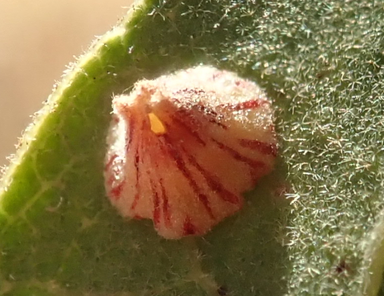 Photo of Striped volcano gall wasp