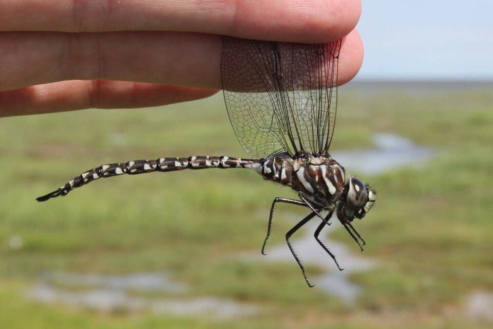 Photo of Subarctic darner