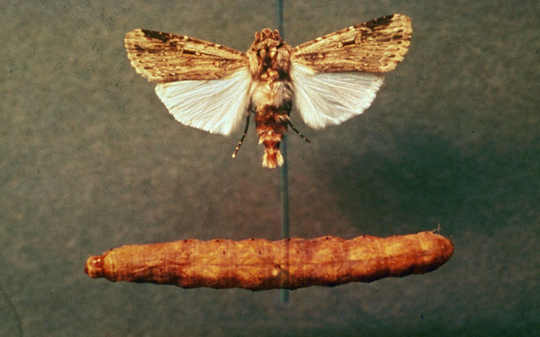 Photo of Subterranean dart
