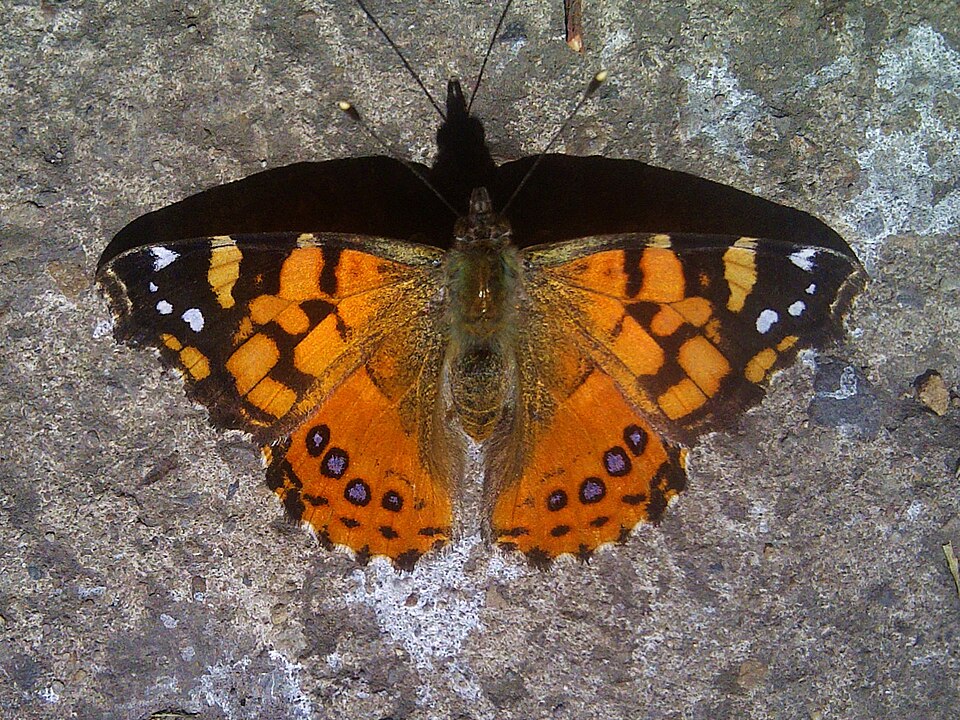 Photo of Subtropical lady