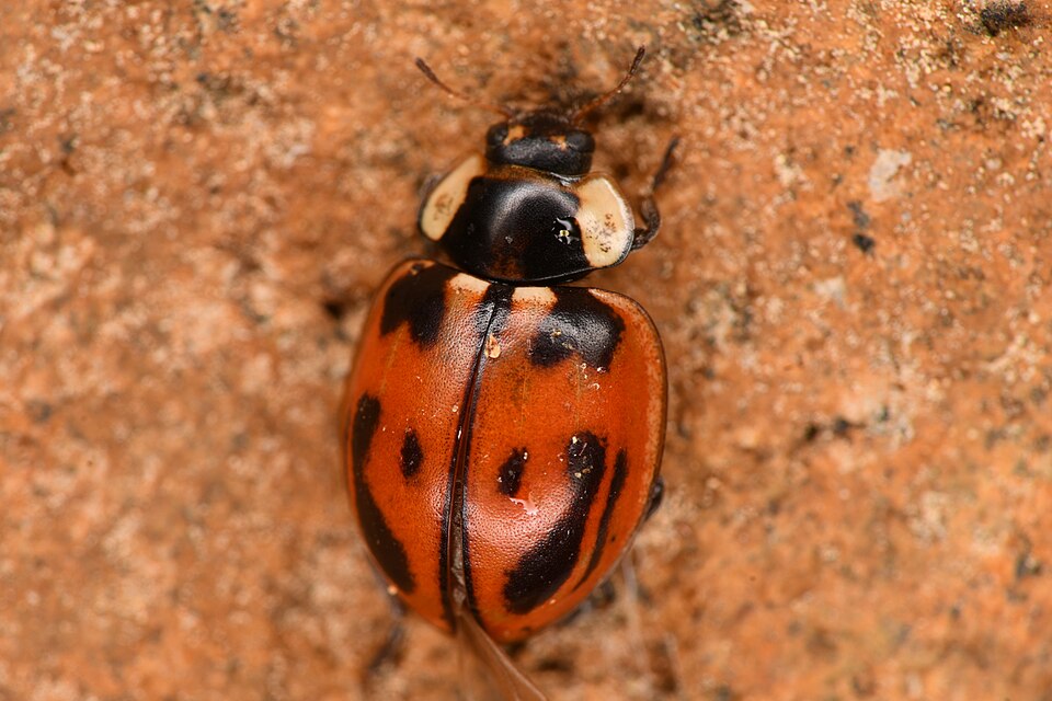 Photo of Subvittate lady beetle