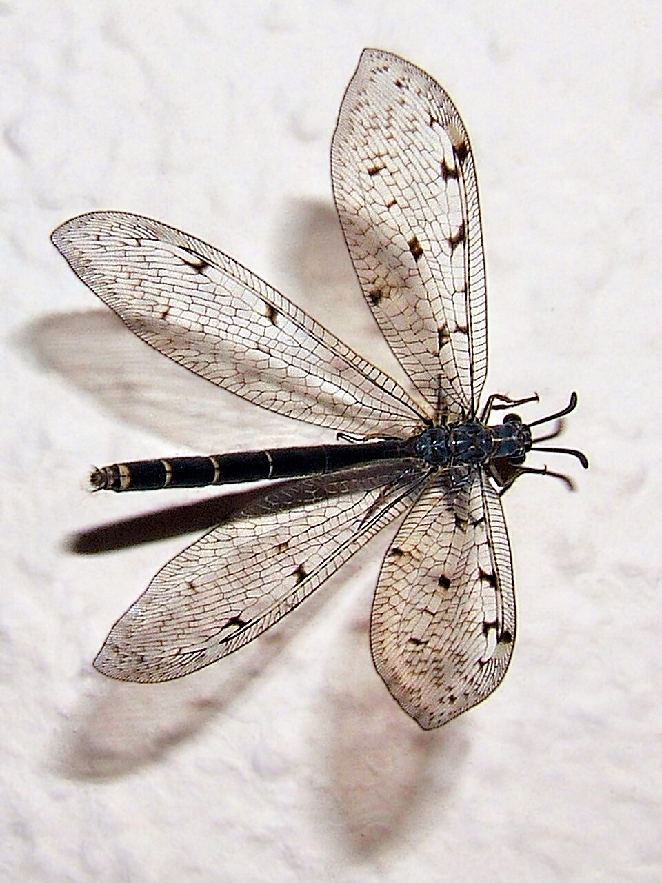 Photo of Suffolk antlion