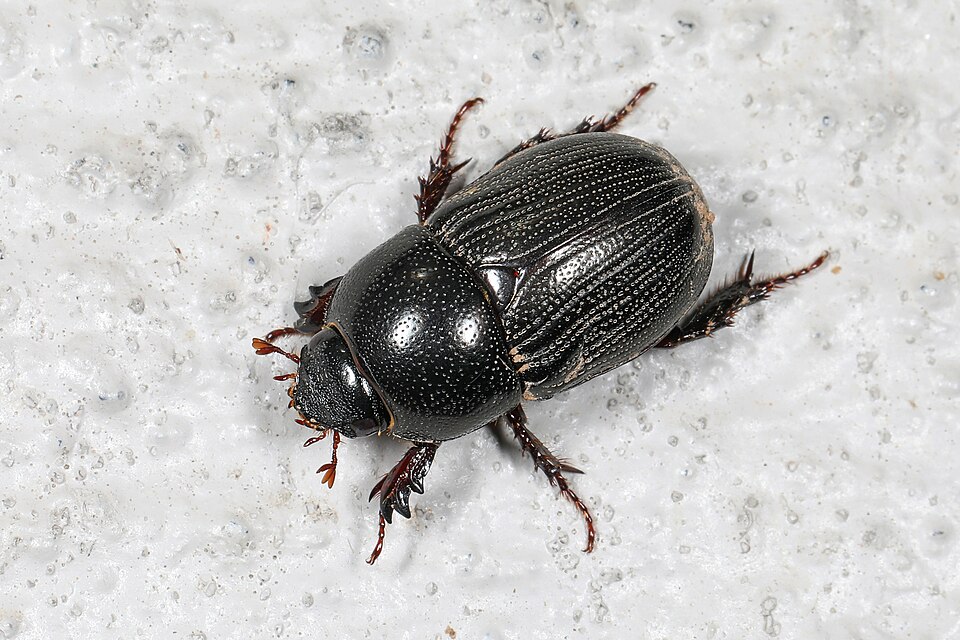 Photo of Sugarcane beetle