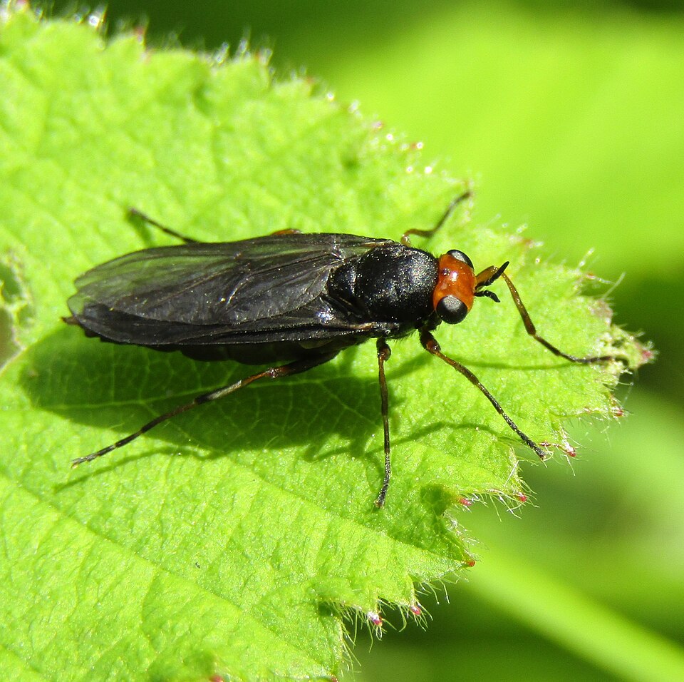 Photo of Sugarcane soldier fly
