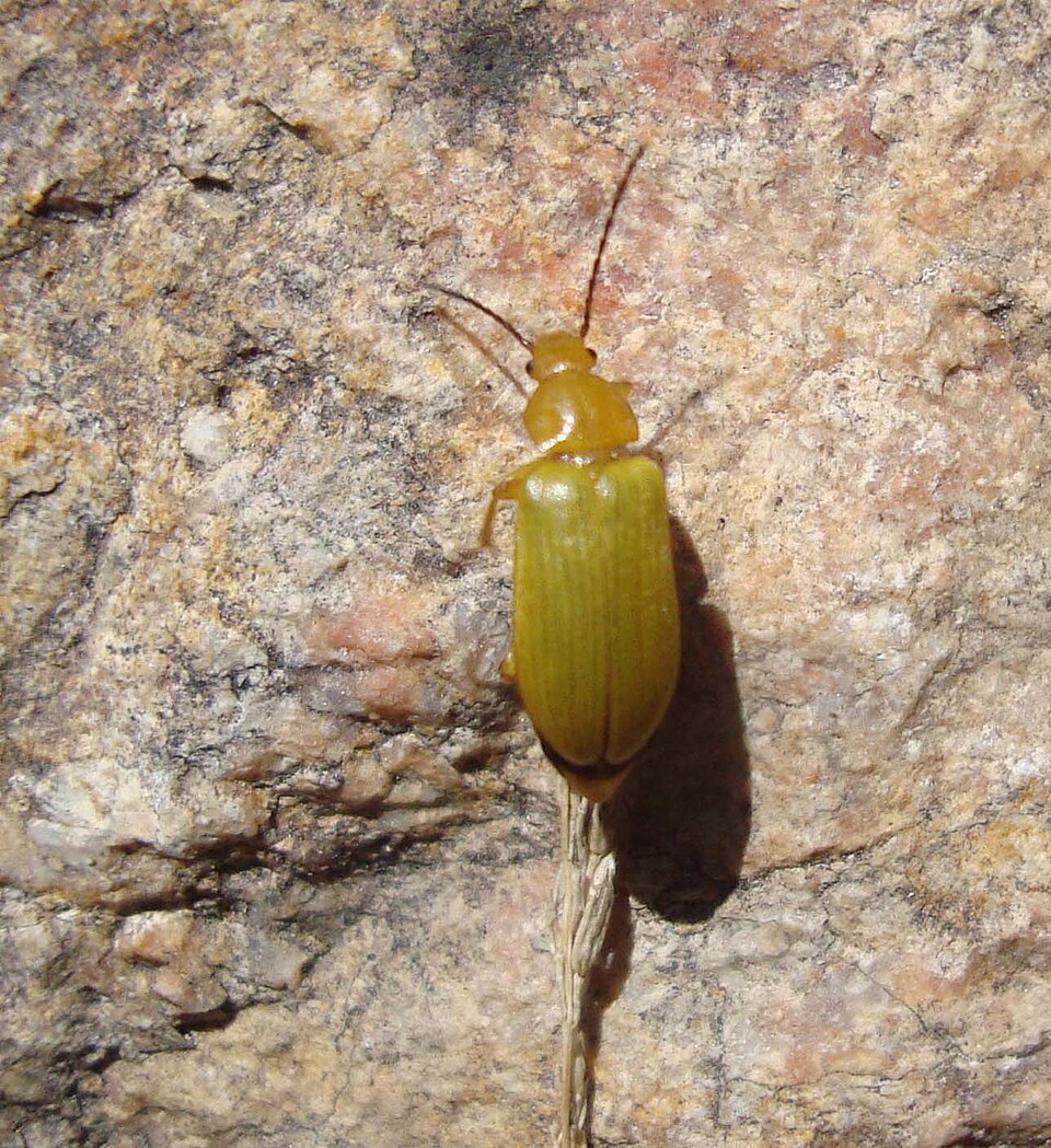 Photo of Sulphur beetle