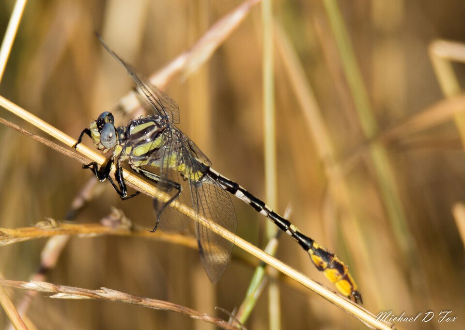 Photo of Sulphur-tipped clubtail