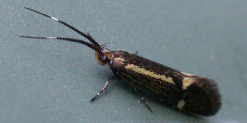 Photo of Sulphur tubic
