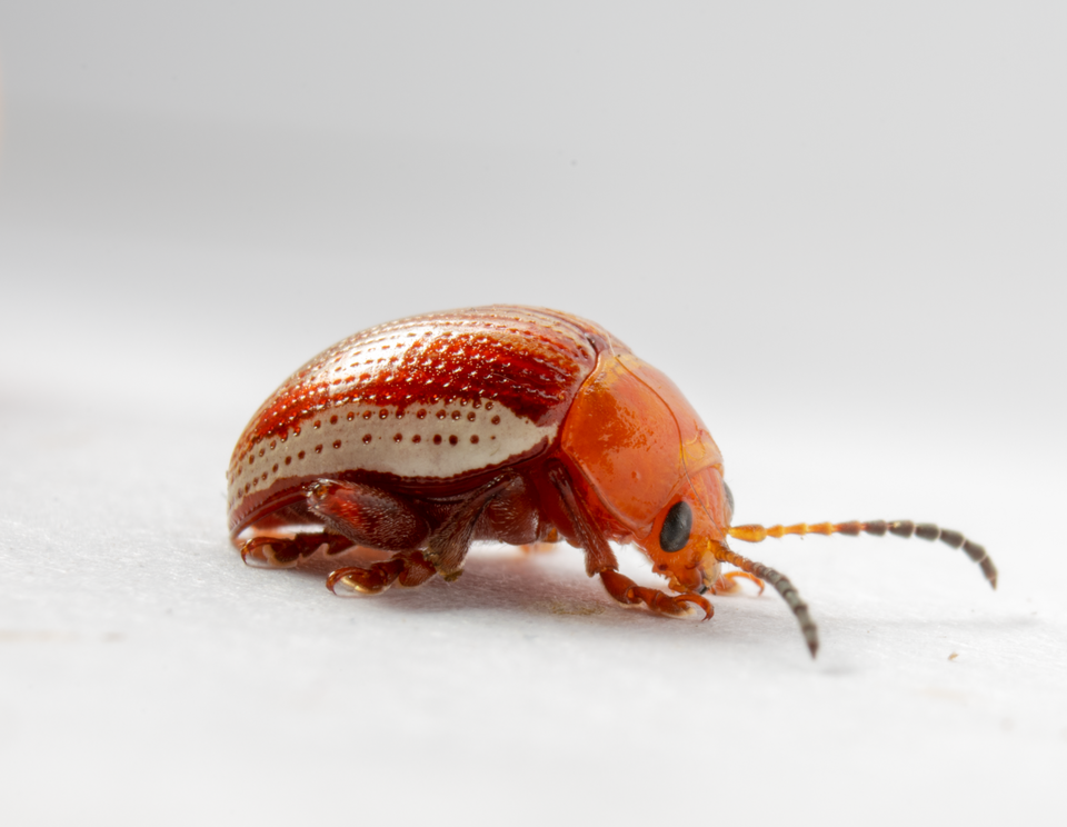 Photo of Sumac flea beetle
