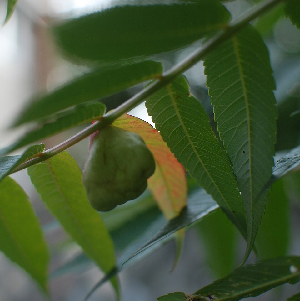 Photo of Sumac gall aphid