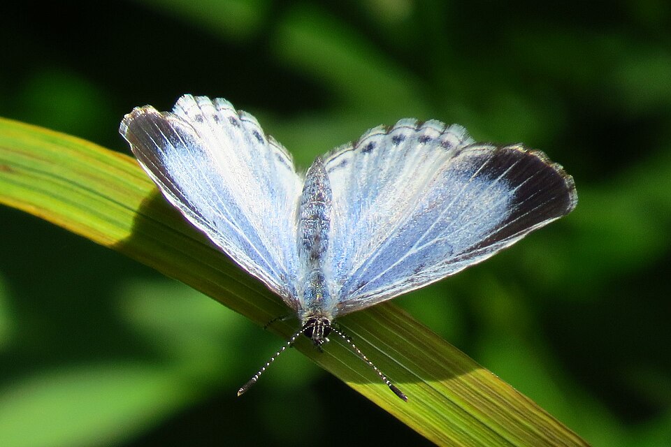 Photo of Summer azure