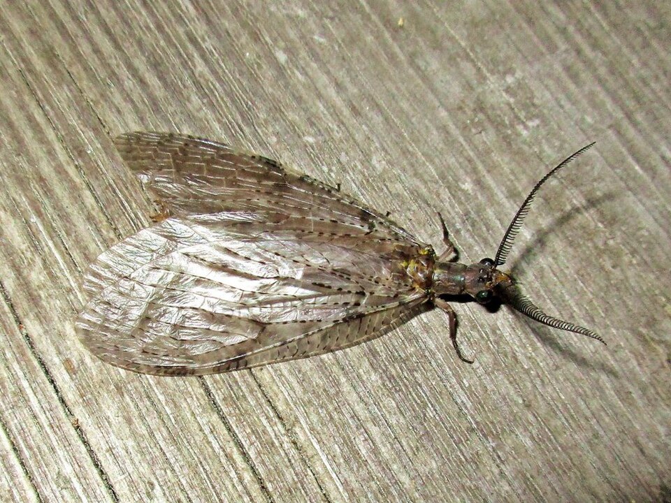 Photo of Summer fishfly