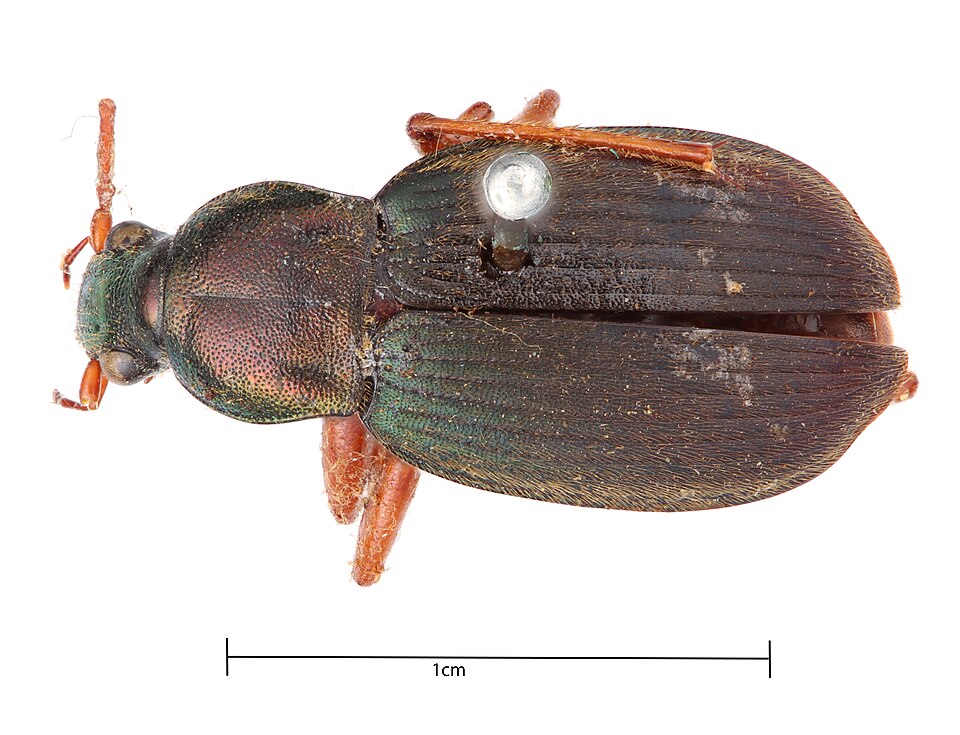Photo of Summer harp ground beetle