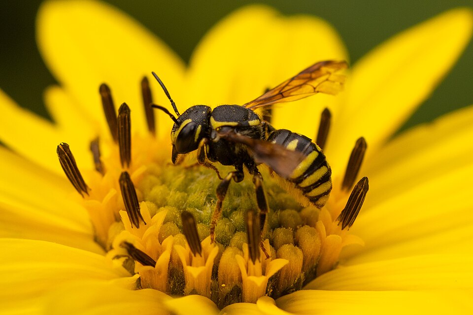 Photo of Sunflower burrowing-resin bee