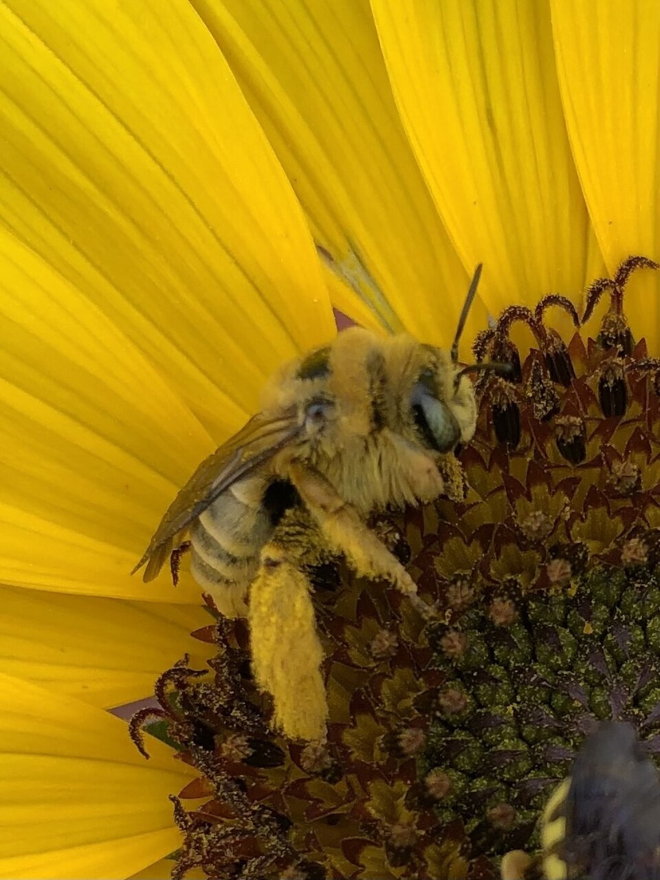 Photo of Sunflower chimney bee