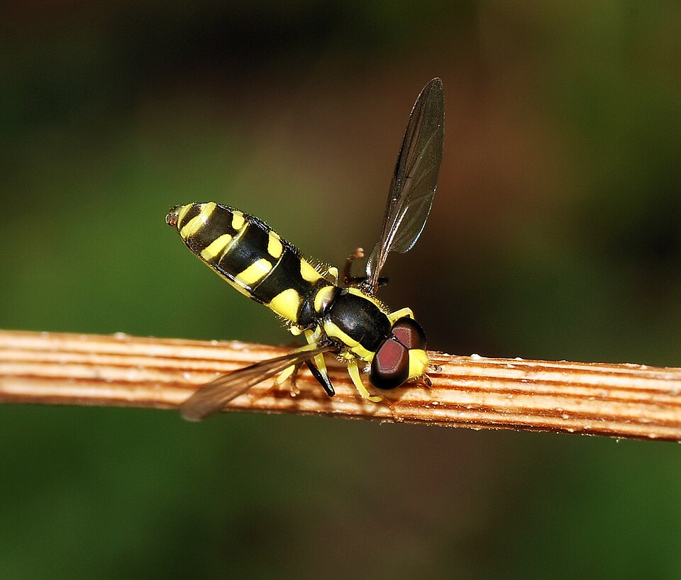 Photo of Superb ant-hill hoverfly