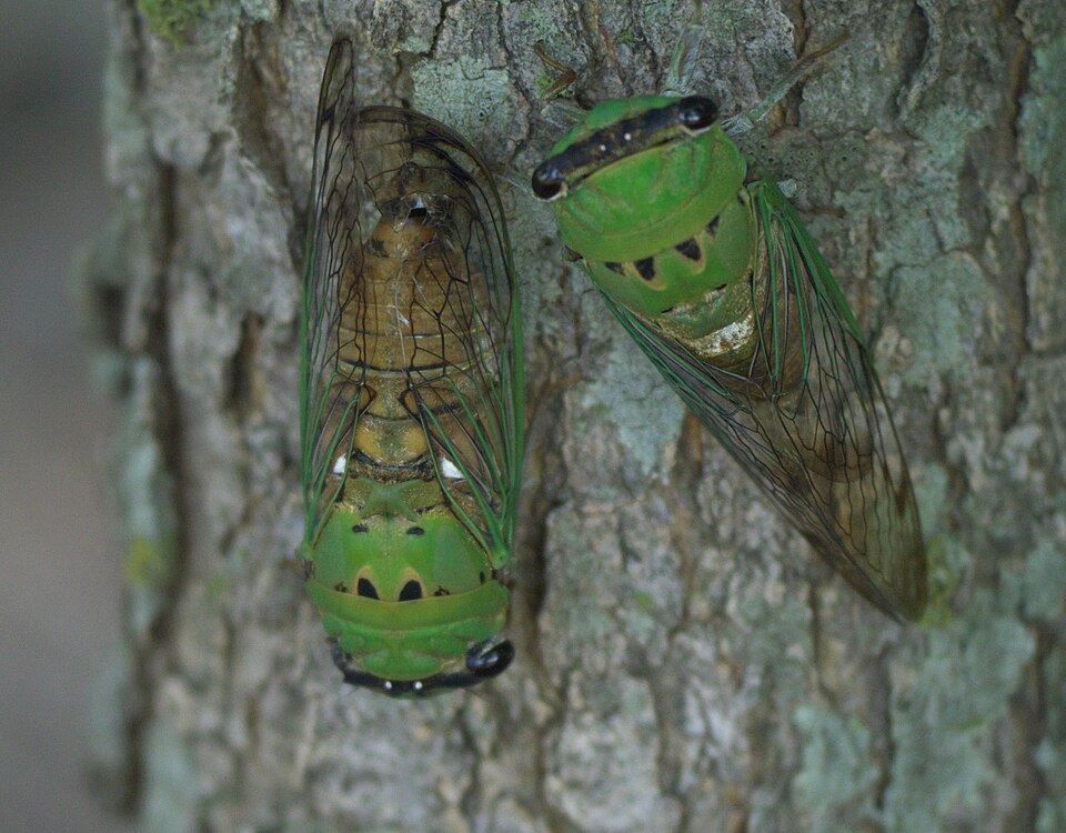 Photo of Superb dog-day cicada