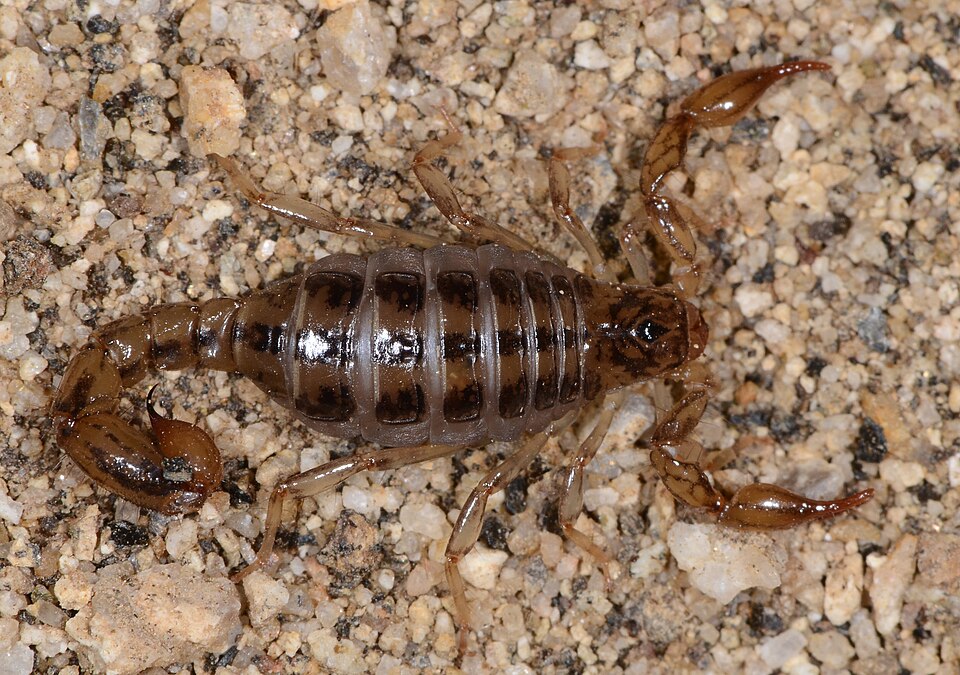 Photo of Superstition Mountains scorpion