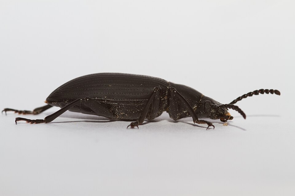 Photo of Superworm