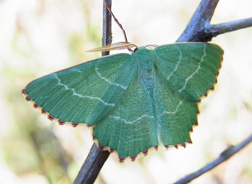 Photo of Sussex emerald