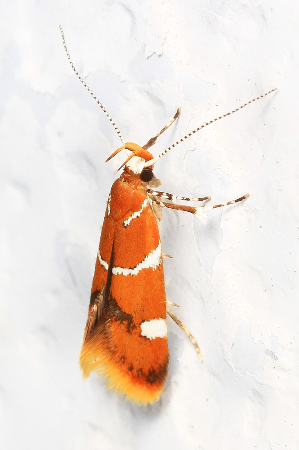 Photo of Suzuki's promalactis moth