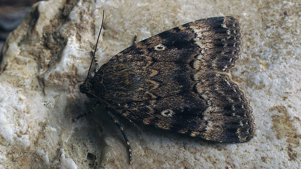 Photo of Svensson's copper underwing