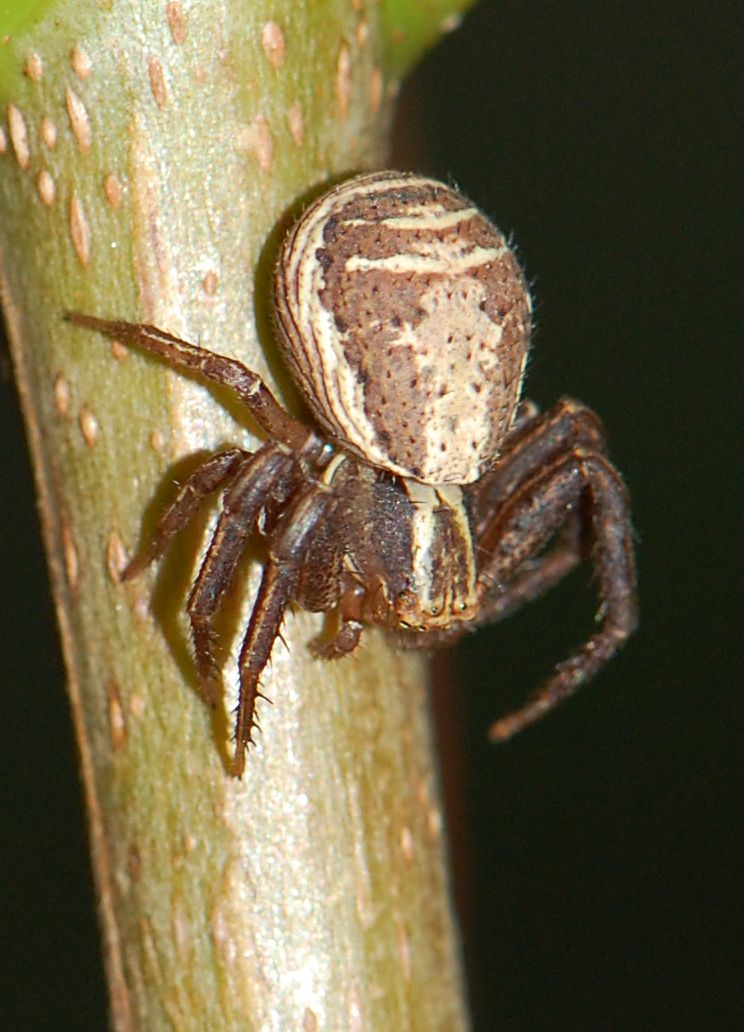 Photo of Swamp crab spider
