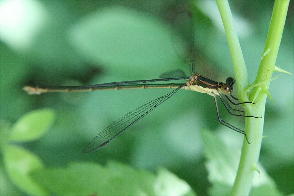 Photo of Swamp spreadwing