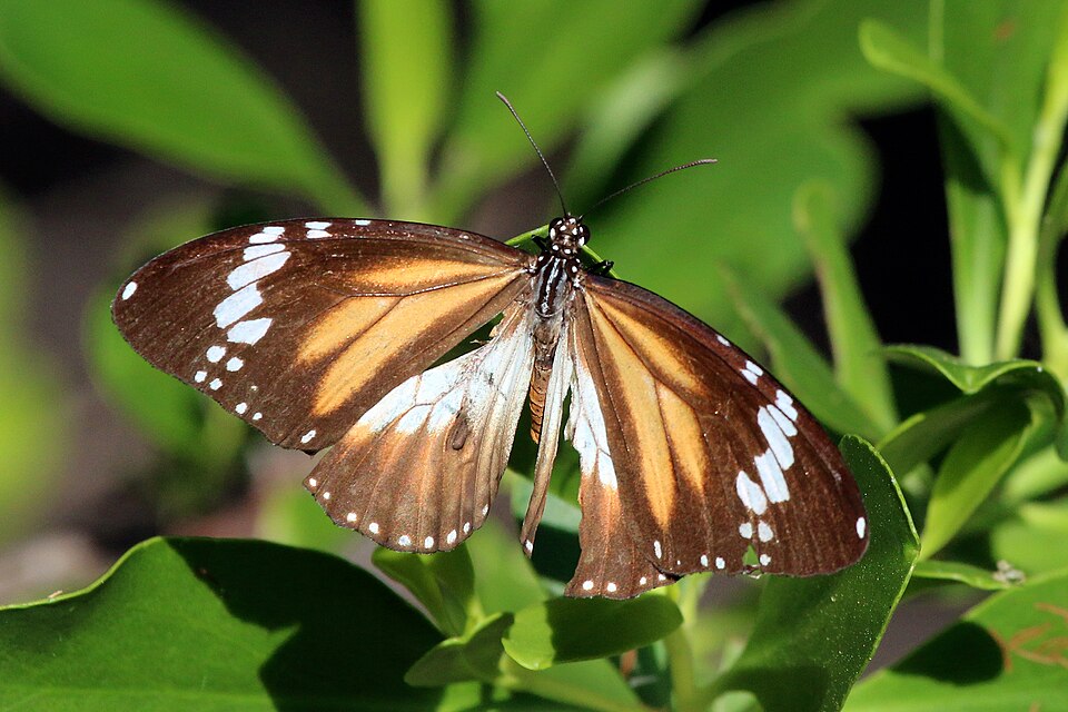 Photo of Swamp tiger butterfly