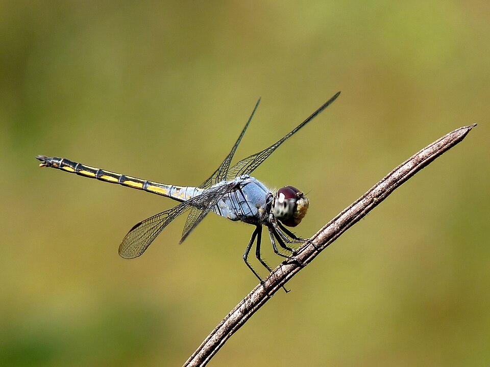 Photo of Swampwatcher