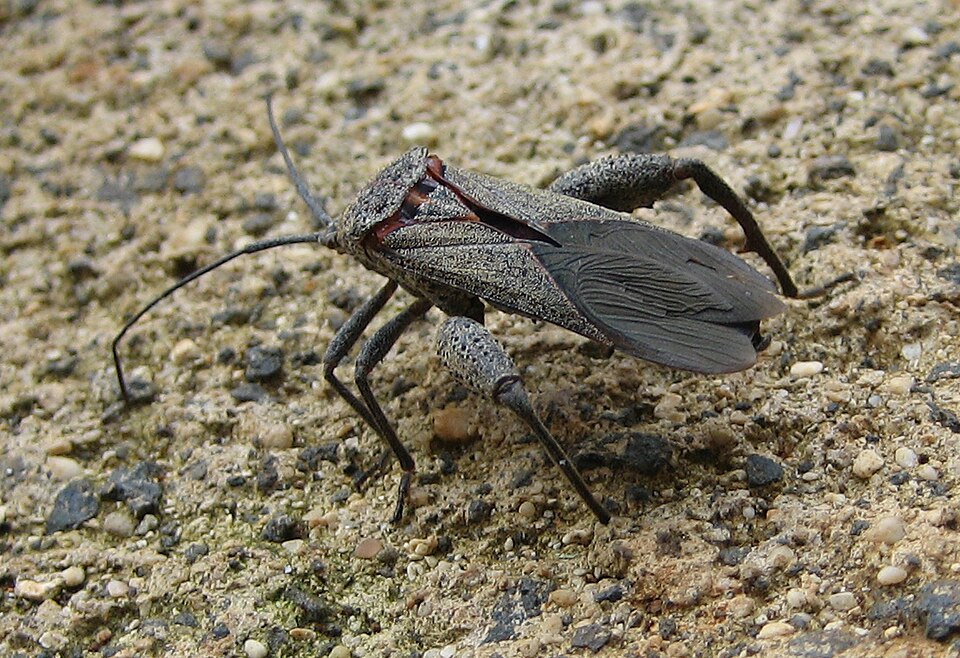 Photo of Sweet potato bug