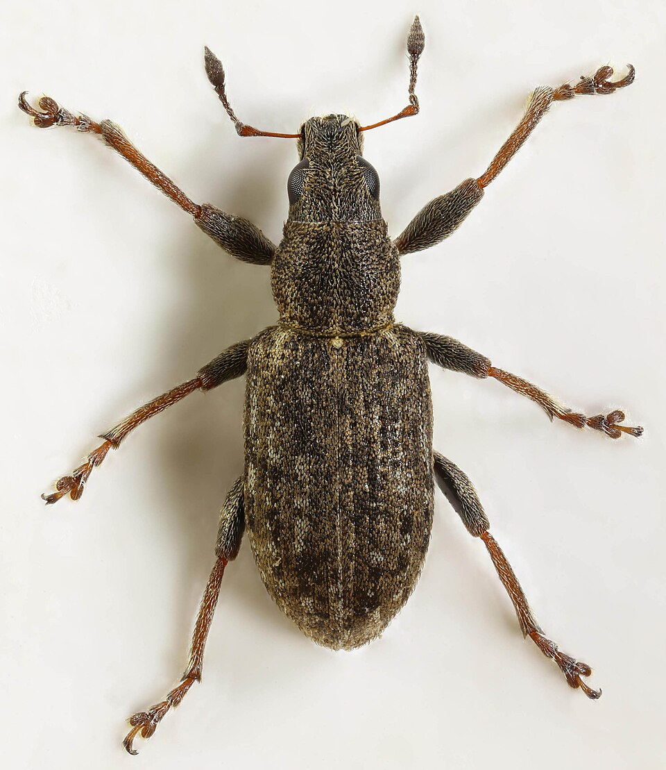 Photo of Sweetclover weevil