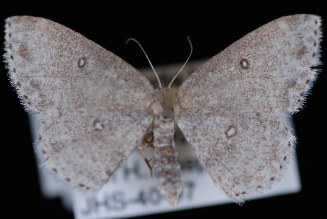 Photo of Sweetfern geometer moth