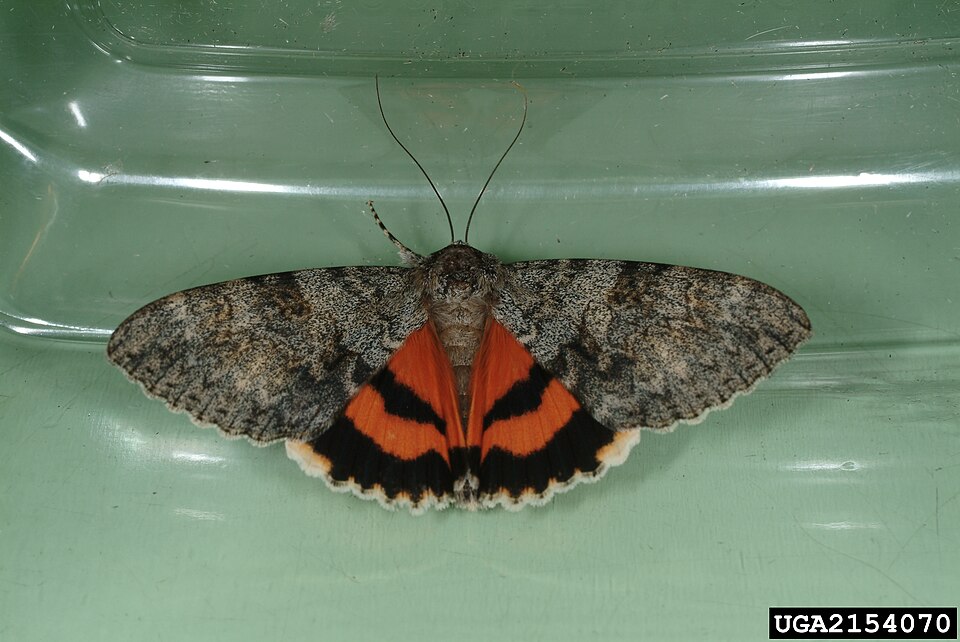 Photo of Sweetheart underwing